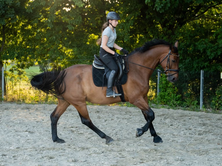 Hannoveriano Caballo castrado 17 años 170 cm Castaño in Vechelde