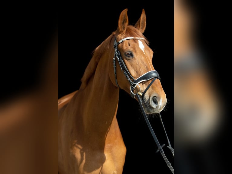 Hannoveriano Caballo castrado 17 años 172 cm Alazán in Münster