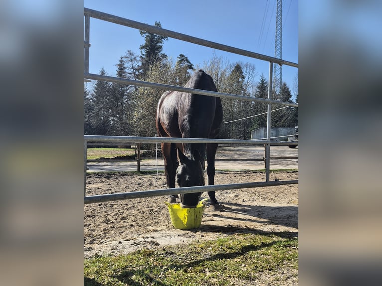 Hannoveriano Caballo castrado 17 años 173 cm Castaño in Marxzell