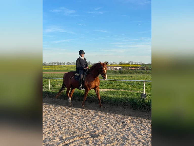 Hannoveriano Caballo castrado 17 años 174 cm Castaño oscuro in Bad Kissingen