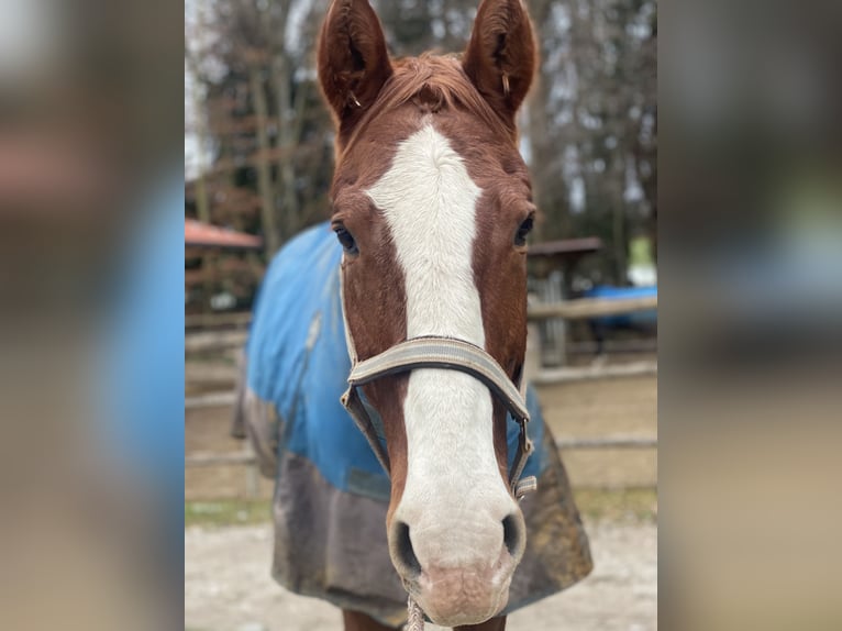 Hannoveriano Caballo castrado 17 años 176 cm Alazán in Raubling