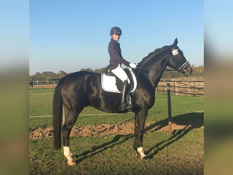 Hannoveriano Caballo castrado 17 años 176 cm Castaño oscuro in Pulheim