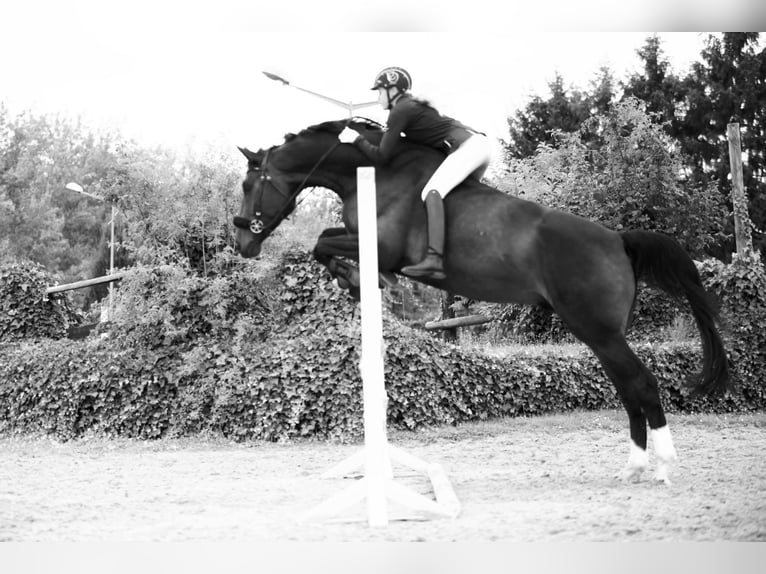 Hannoveriano Caballo castrado 17 años 176 cm Castaño oscuro in Pulheim