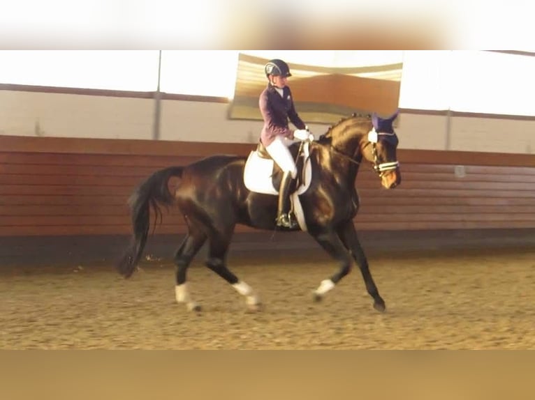 Hannoveriano Caballo castrado 17 años 176 cm Castaño oscuro in Pulheim