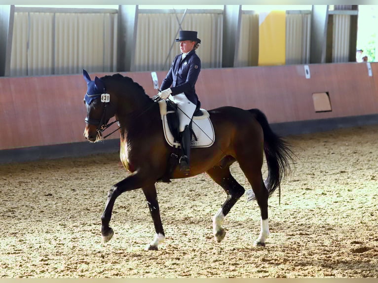 Hannoveriano Caballo castrado 17 años 176 cm Castaño oscuro in Pulheim