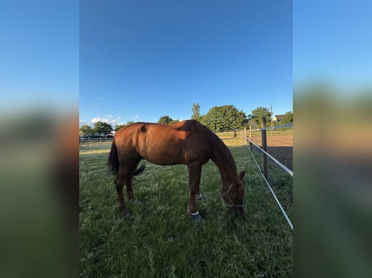 Hannoveriano Caballo castrado 17 años 178 cm Alazán in Pfungstadt