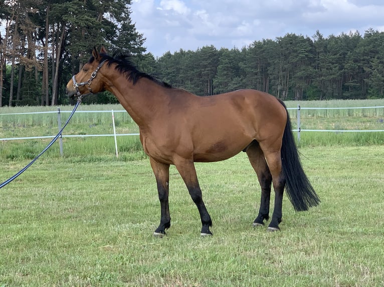 Hannoveriano Caballo castrado 17 años 178 cm Castaño in M&#xFC;ncheberg