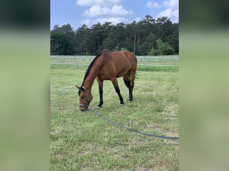 Hannoveriano Caballo castrado 17 años 178 cm Castaño in M&#xFC;ncheberg