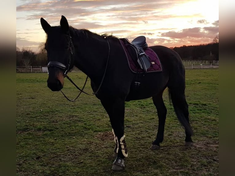 Hannoveriano Caballo castrado 17 años 178 cm Castaño oscuro in Berlin