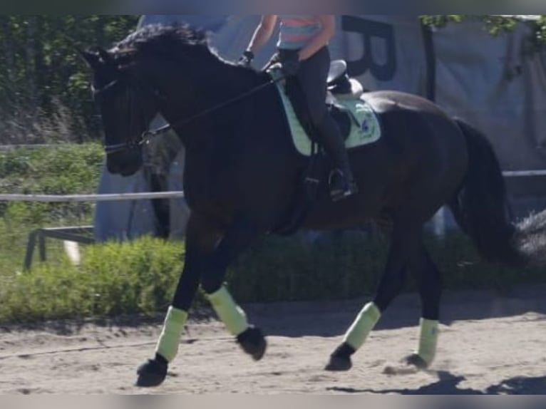 Hannoveriano Caballo castrado 17 años 178 cm Castaño oscuro in Berlin