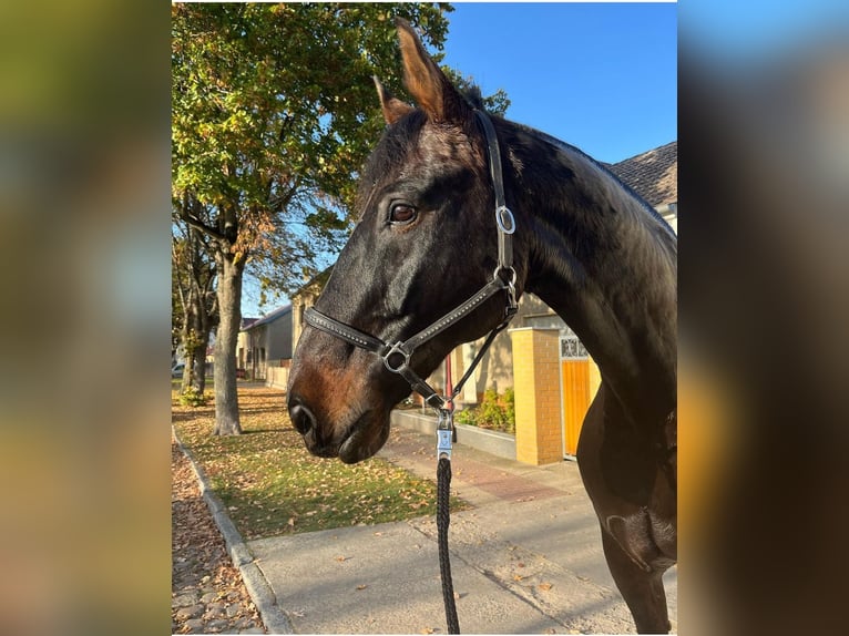 Hannoveriano Caballo castrado 17 años 178 cm Castaño oscuro in Zossen