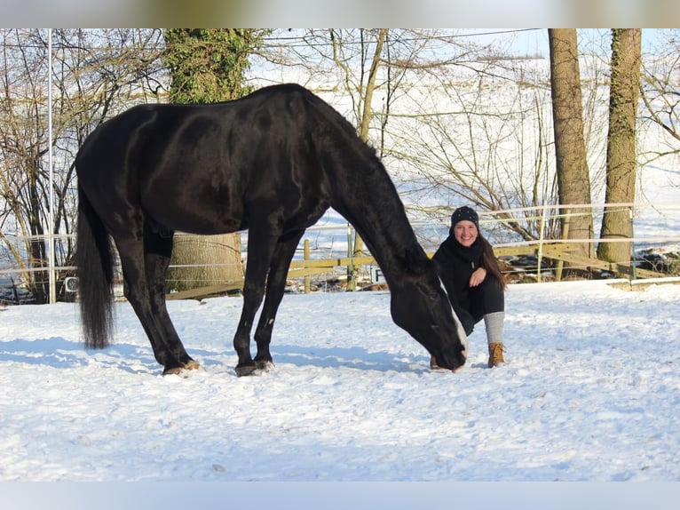 Hannoveriano Caballo castrado 17 años 185 cm Negro in Stemwede-Haldem