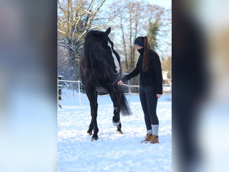 Hannoveriano Caballo castrado 17 años 185 cm Negro in Stemwede-Haldem