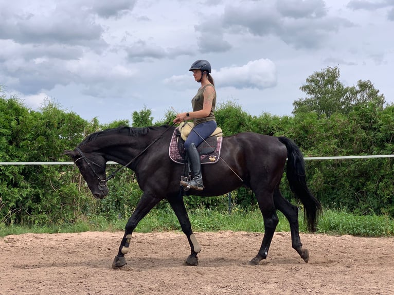 Hannoveriano Caballo castrado 17 años 185 cm Negro in Stemwede-Haldem