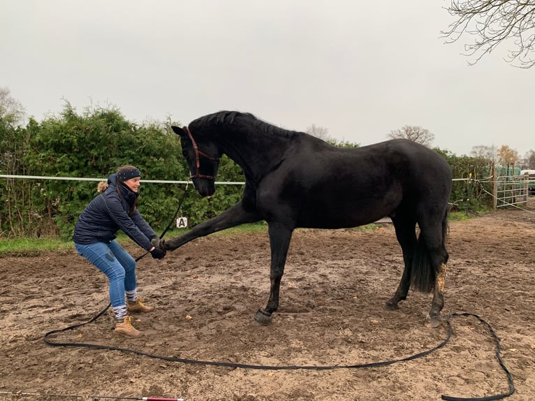 Hannoveriano Caballo castrado 17 años 185 cm Negro in Stemwede-Haldem