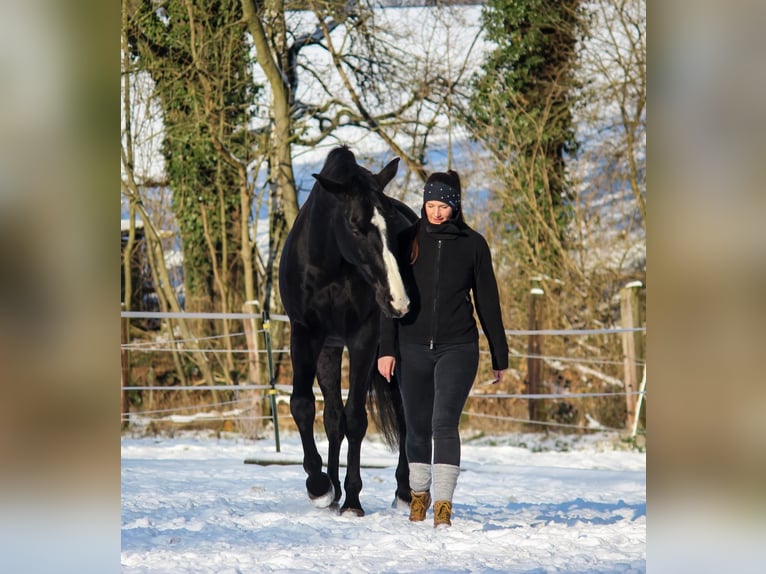 Hannoveriano Caballo castrado 17 años 185 cm Negro in Stemwede-Haldem