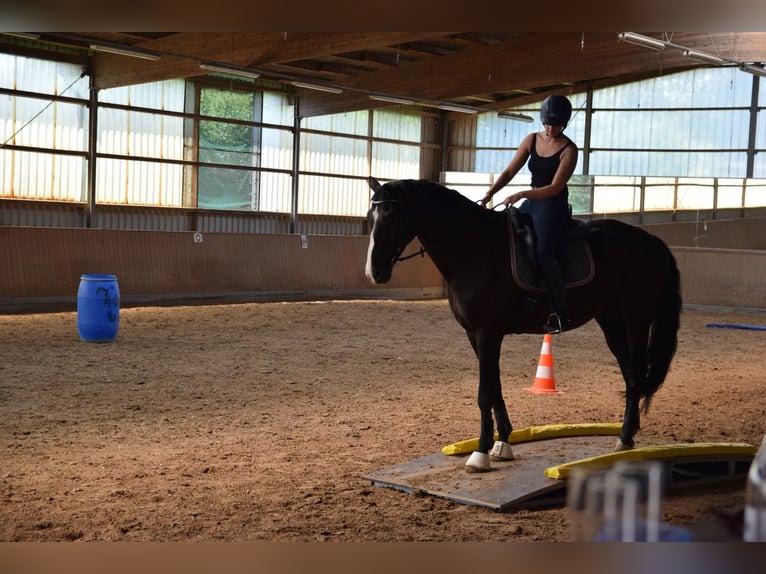 Hannoveriano Caballo castrado 17 años 185 cm Negro in Stemwede-Haldem