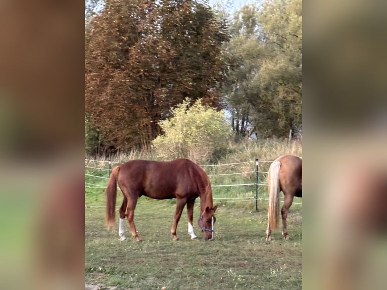 Hannoveriano Caballo castrado 18 años 163 cm Alazán in Dömitz