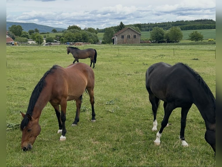 Hannoveriano Caballo castrado 18 años 163 cm Castaño claro in Römhild