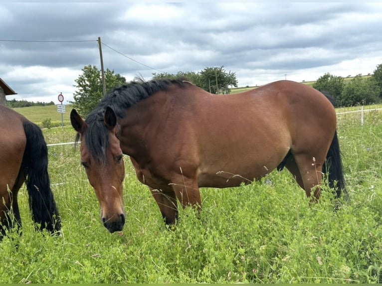 Hannoveriano Caballo castrado 18 años 163 cm Castaño claro in Römhild