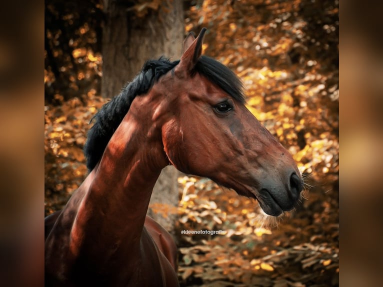 Hannoveriano Caballo castrado 18 años 163 cm Castaño claro in Römhild
