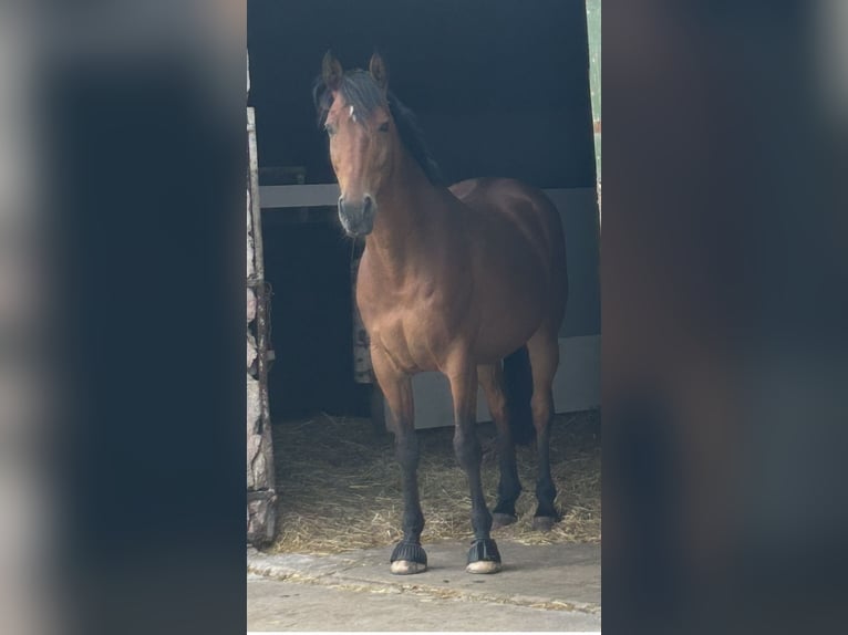Hannoveriano Caballo castrado 18 años 163 cm Castaño claro in Römhild