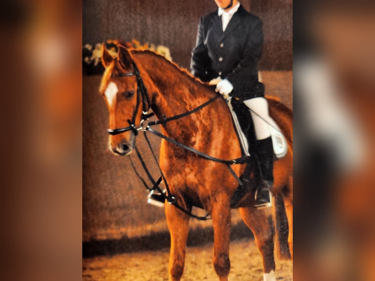 Hannoveriano Caballo castrado 18 años 165 cm Alazán in Adelheidsdorf