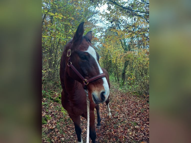 Hannoveriano Caballo castrado 18 años 167 cm Castaño in Eberdingen