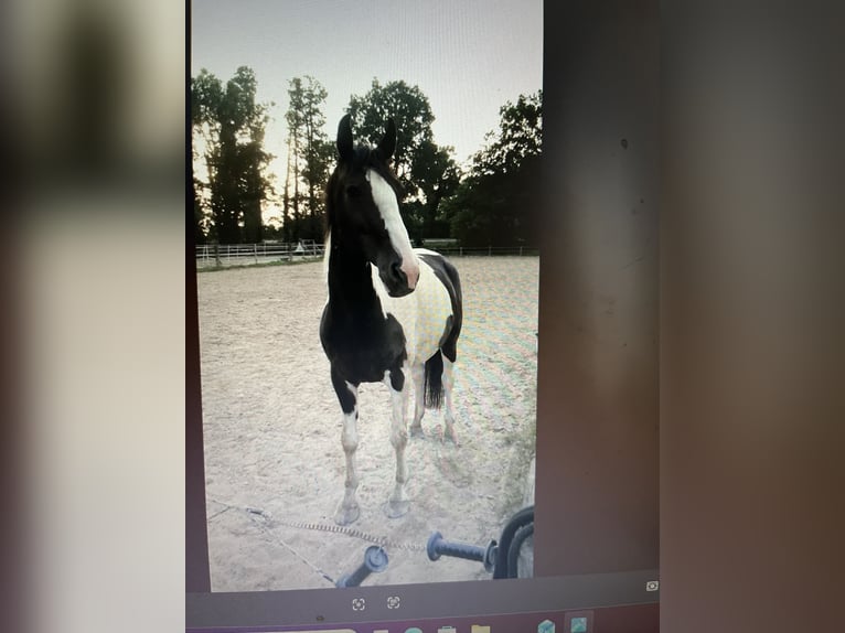 Hannoveriano Mestizo Caballo castrado 18 años 168 cm Pío in Kamp-Lintfort