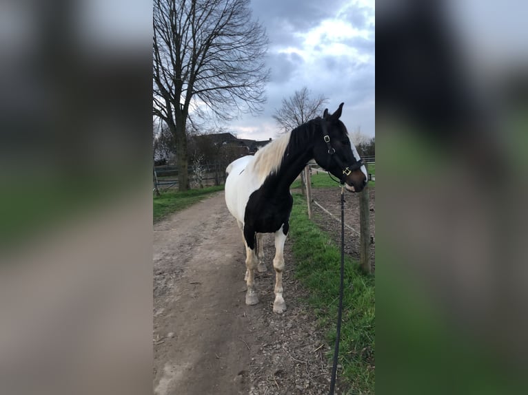 Hannoveriano Mestizo Caballo castrado 18 años 168 cm Pío in Kamp-Lintfort