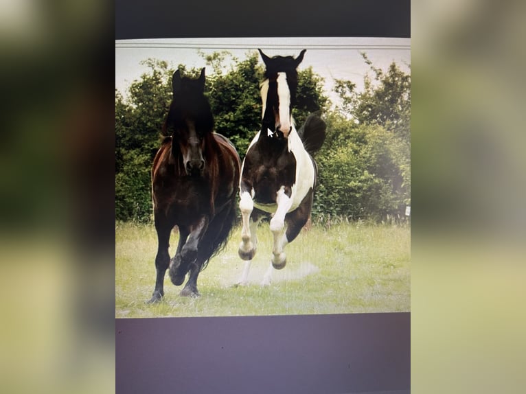 Hannoveriano Mestizo Caballo castrado 18 años 168 cm Pío in Kamp-Lintfort