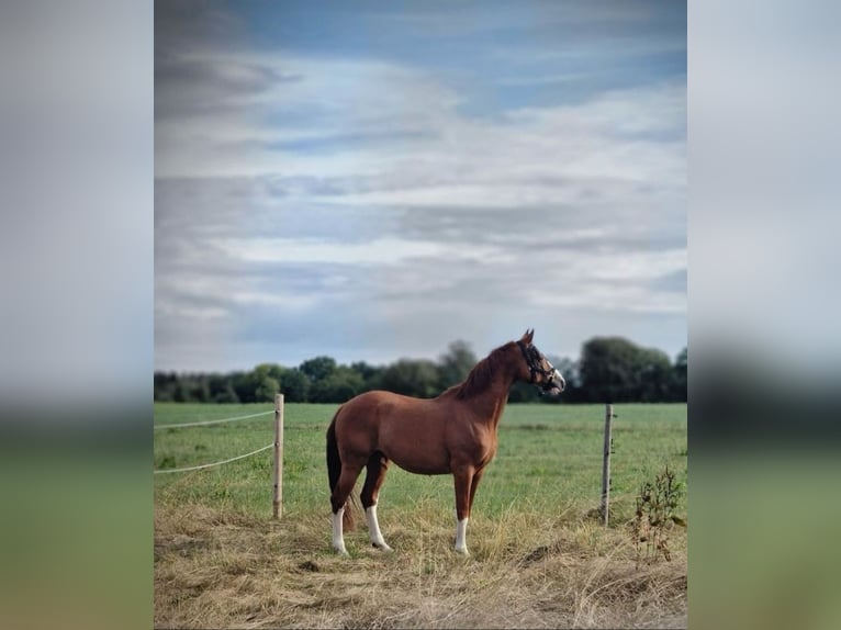 Hannoveriano Caballo castrado 18 años 169 cm Alazán in Schwäbisch Gmünd