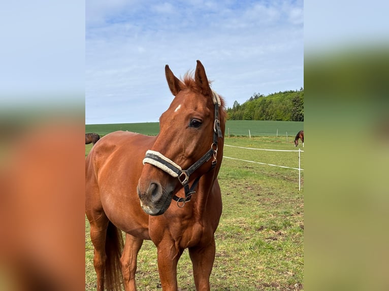 Hannoveriano Caballo castrado 18 años 170 cm Alazán in Regenstauf