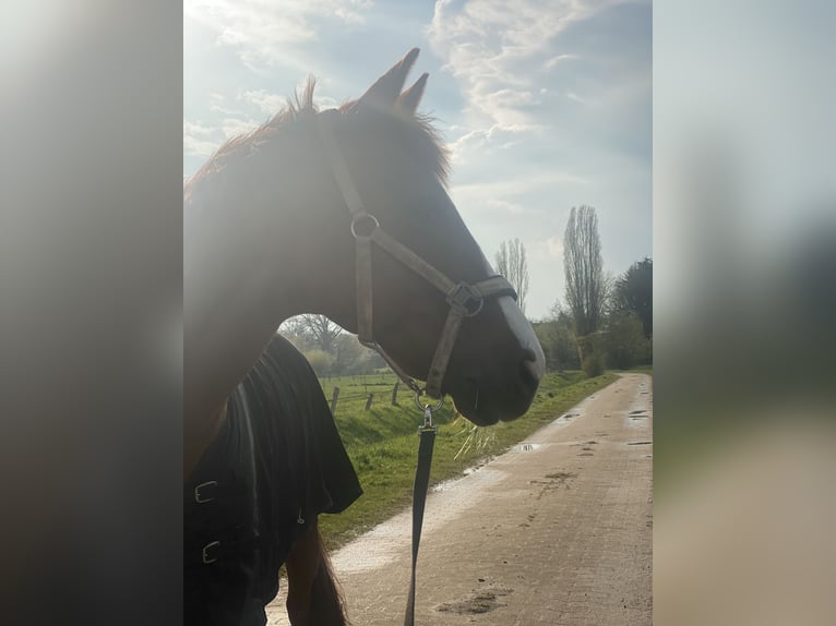 Hannoveriano Caballo castrado 18 años 170 cm Alazán-tostado in Garbsen