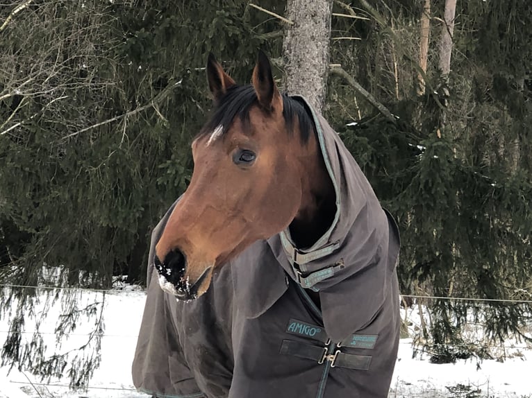 Hannoveriano Caballo castrado 18 años 174 cm Castaño in Hamburg