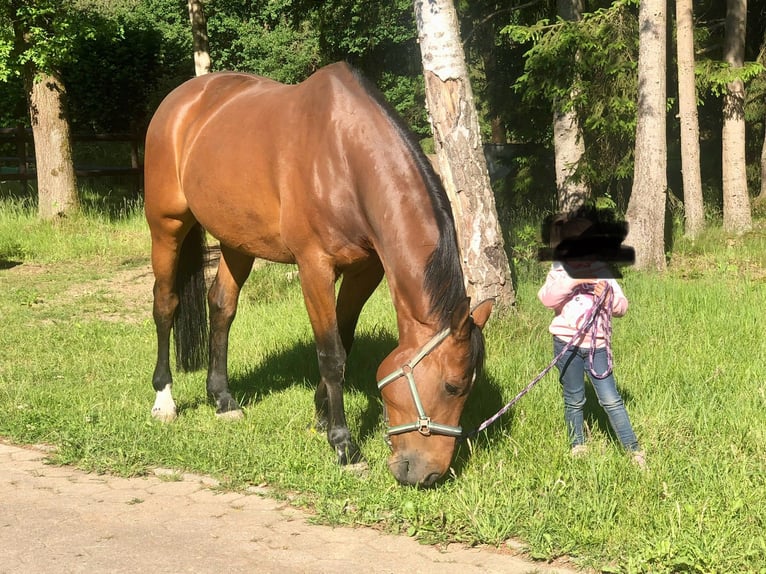 Hannoveriano Caballo castrado 18 años 174 cm Castaño in Hamburg