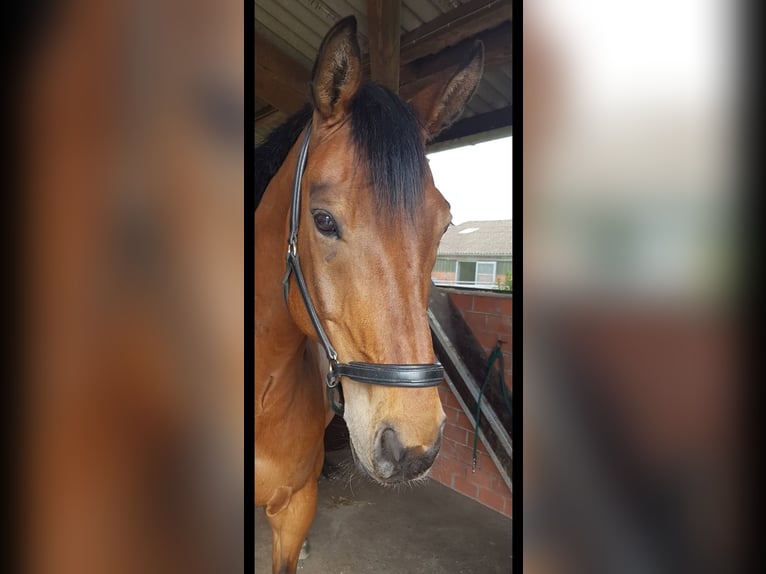 Hannoveriano Caballo castrado 18 años 174 cm Castaño oscuro in Bad Zwischenahn
