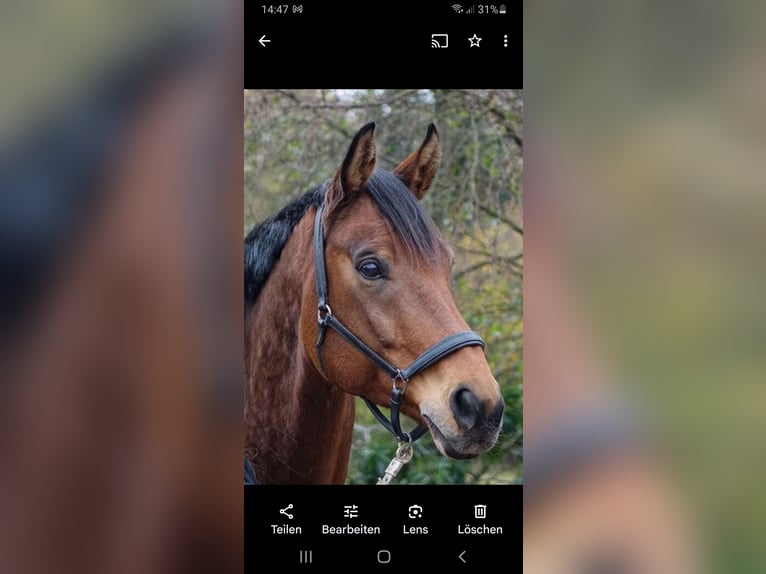 Hannoveriano Caballo castrado 18 años 174 cm Castaño oscuro in Bad Zwischenahn