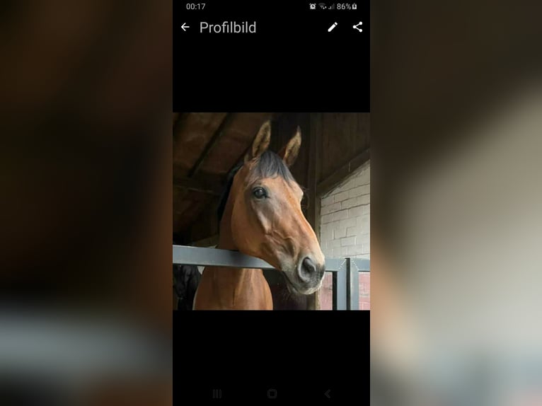 Hannoveriano Caballo castrado 18 años 174 cm Castaño oscuro in Bad Zwischenahn