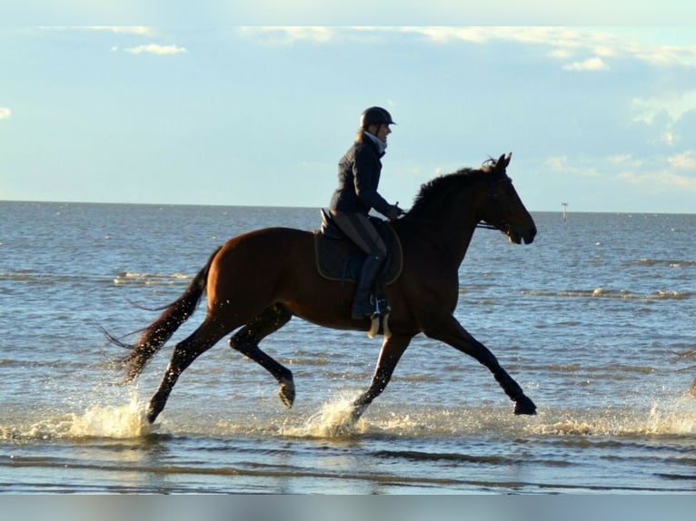 Hannoveriano Caballo castrado 18 años 174 cm Castaño oscuro in Bad Zwischenahn
