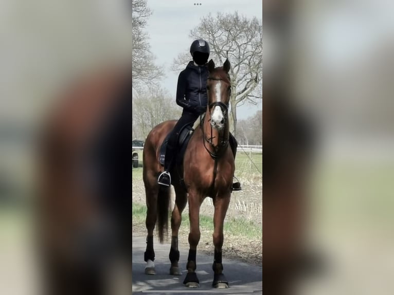 Hannoveriano Caballo castrado 18 años 175 cm Alazán in Rastede