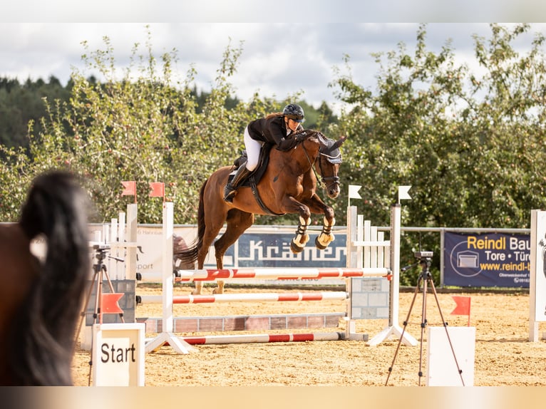 Hannoveriano Caballo castrado 18 años 176 cm Alazán-tostado in Ingolstadt