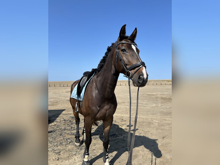 Hannoveriano Caballo castrado 18 años 176 cm Castaño oscuro in Schmalfeld