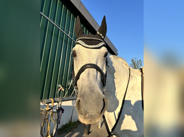 Hannoveriano Caballo castrado 18 años 176 cm Tordo in Wieselburg