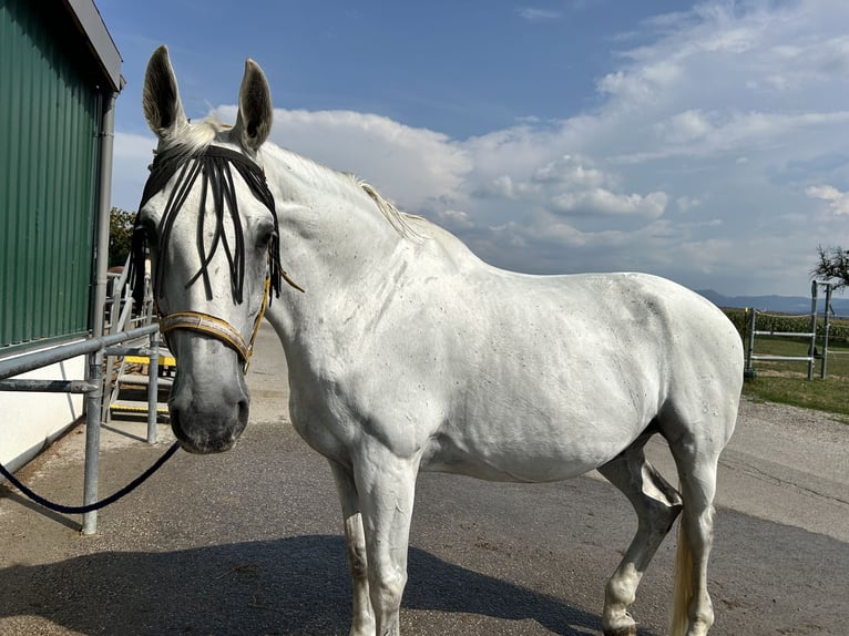 Hannoveriano Caballo castrado 18 años 176 cm Tordo in Wieselburg