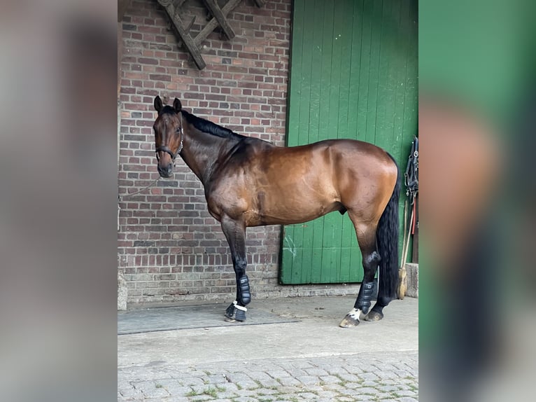 Hannoveriano Caballo castrado 18 años 180 cm Castaño oscuro in Pulheim