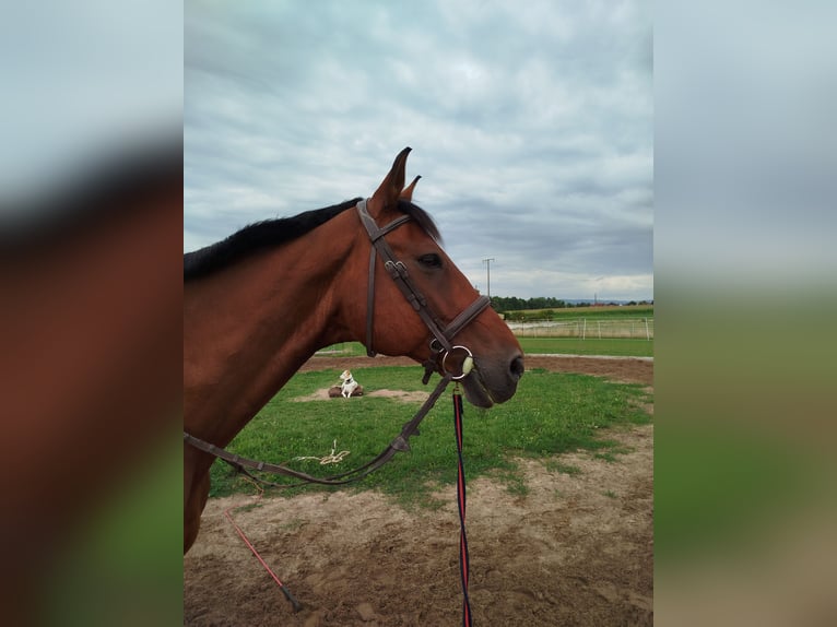 Hannoveriano Caballo castrado 18 años in Gro&#xDF;ostheim