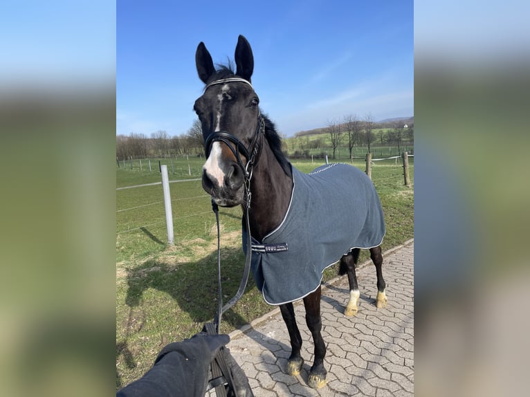 Hannoveriano Caballo castrado 19 años 162 cm Castaño in Detmold