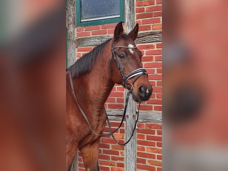 Hannoveriano Caballo castrado 19 años 163 cm Castaño in Basdahl
