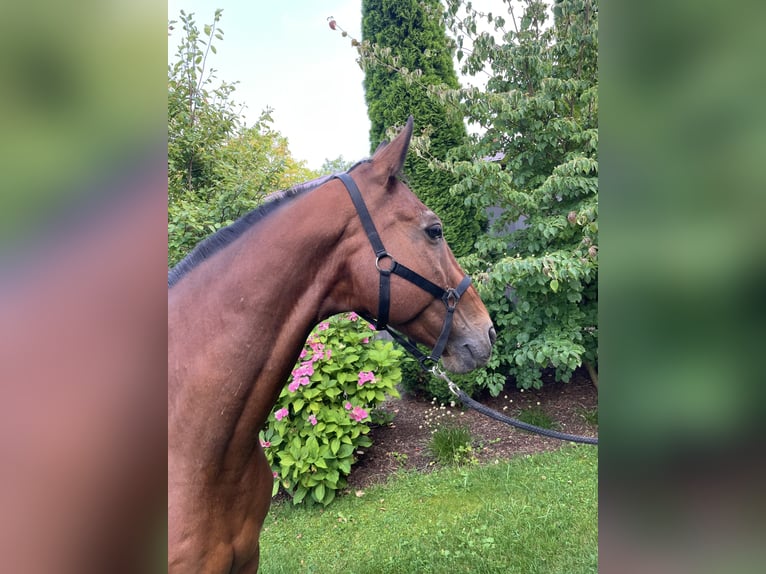 Hannoveriano Caballo castrado 19 años 165 cm Castaño in Dietramszell